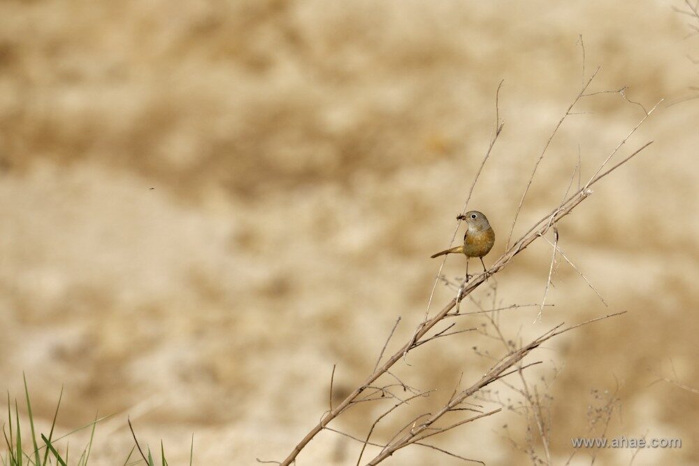 FOTO: Díky svému pozitivnímu vztahu k nejmodernější technice je Ahae schopen na velké vzdálenosti zachytit ty nejdrobnější barevné nuance
