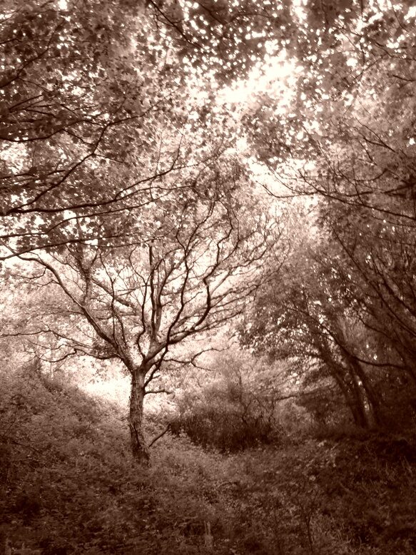 Foto: strom-Kristyna-Pospichalova