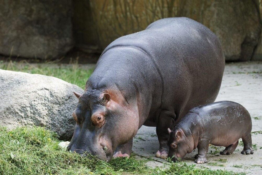 Foto: Hroch v Zoo Praha