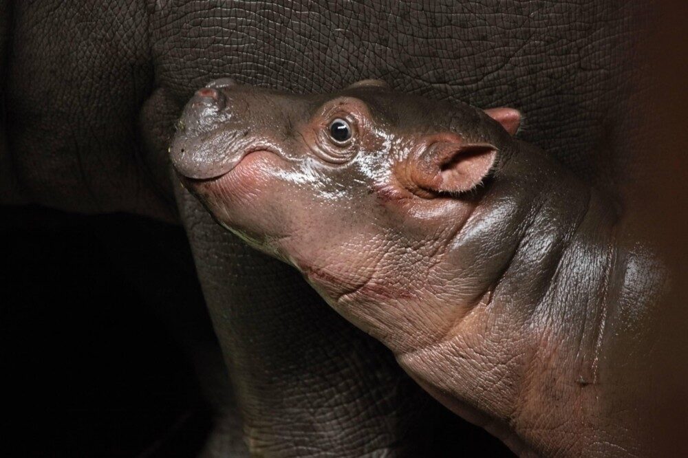 FOTO: Hroší mládě v Zoo Praha