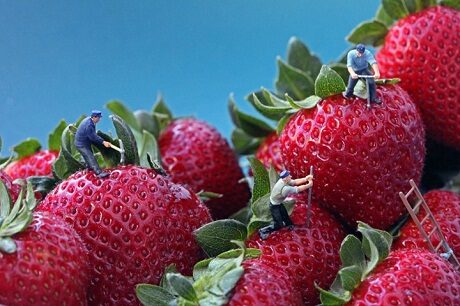 FOTO: Pracovníci na jahodách, Christopher Boffoli