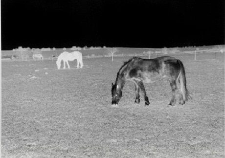 FOTO: Černý kůň, černá noc (Bílý kůň, bílý den), 2011