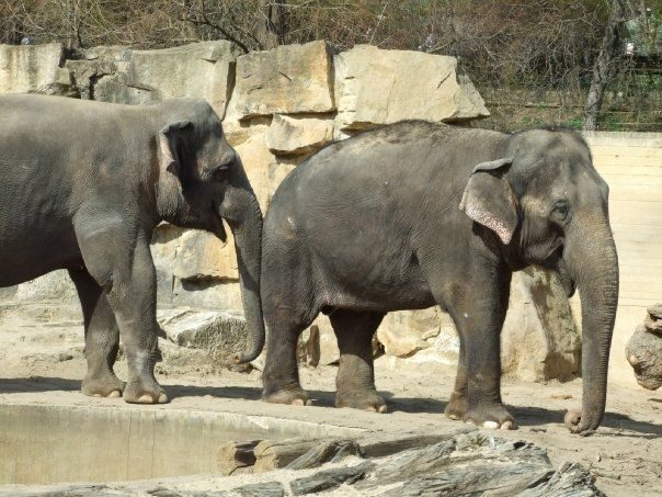 FOTO: Sloni ZOO Praha
