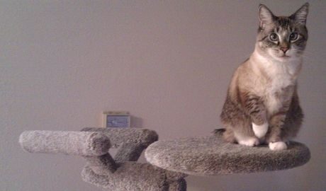 FOTO: Škrabadlo pro kočky alá Star Trek
