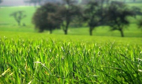 FOTO: Chtěl bych tě potka v lukách. V lukách je vlání na všechny strany, pokorné odevzdání...