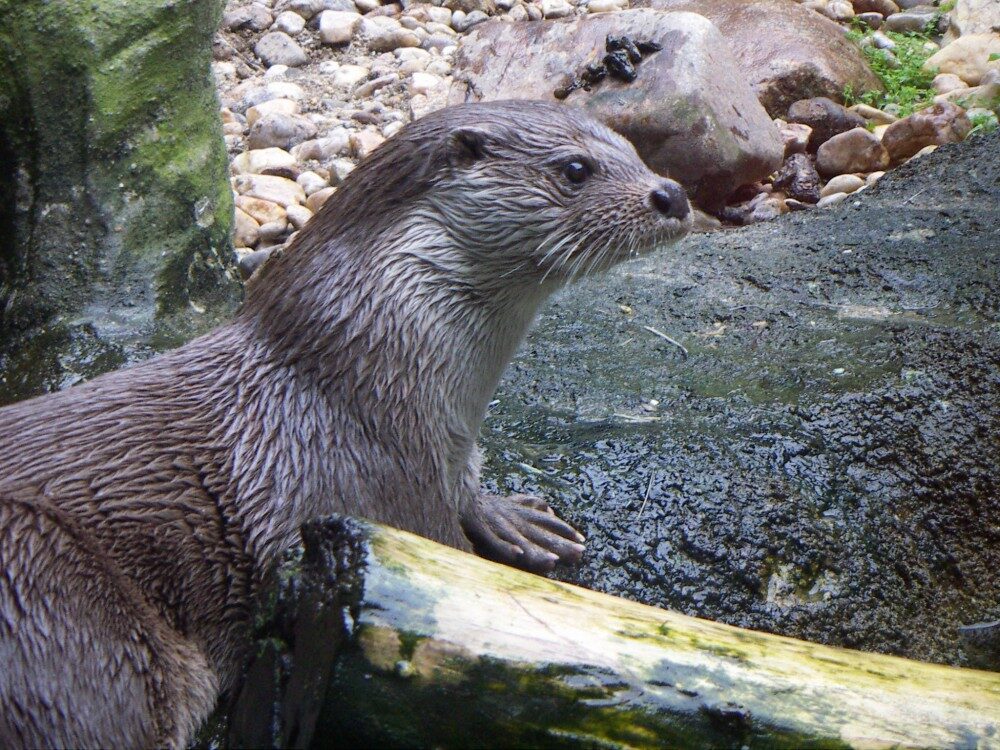 FOTO: Vydra říční