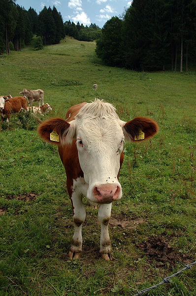 FOTO: I KRÁVA má svou knihu