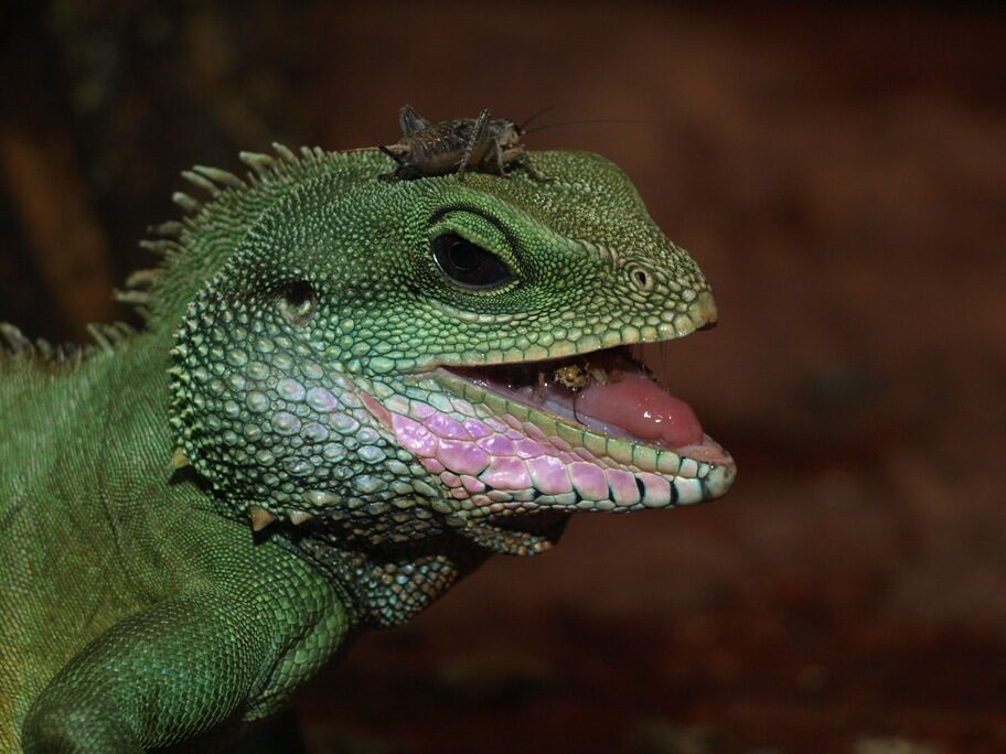 FOTO: Leguán kubánský