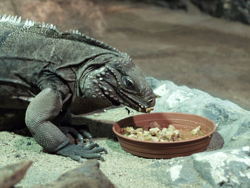 FOTO: Leguán kubánský zoo Děčín