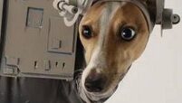Pes v kostýmu AT-AT ze Star Wars (perex)