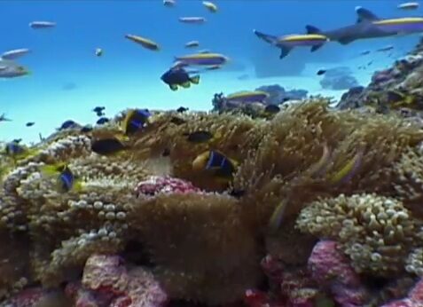FOTO: Korálový útes