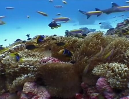 FOTO: Korálový útes