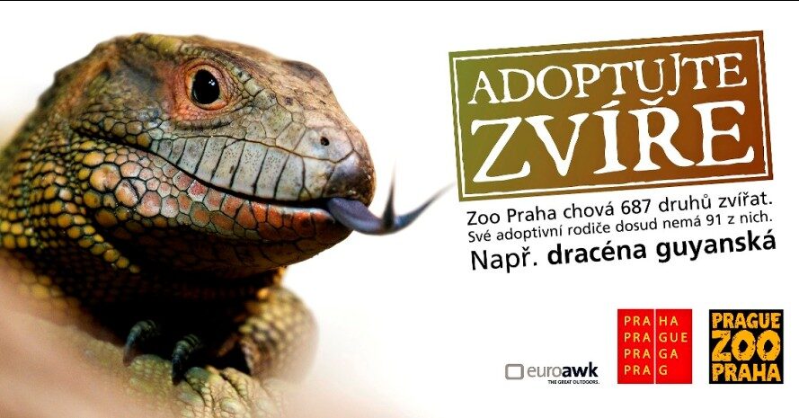 FOTO: Dracéna guyanská