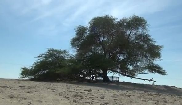 FOTO: Strom života se hrdě tyčí na vrcholku písečné duny