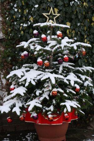 FOTO: Vánoční stromek