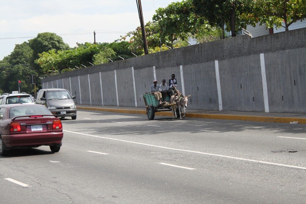FOTO: osel na silnici jamajka