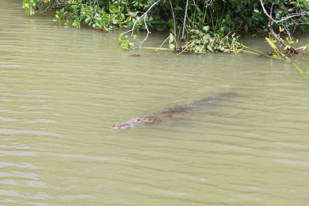 FOTO: Black River s krokodýlem Jamajka