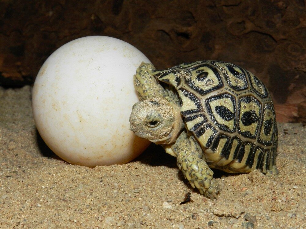 FOTO: Mládě želvy