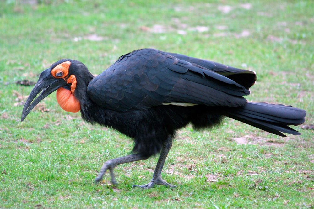 FOTO: Dospělý zoborožec