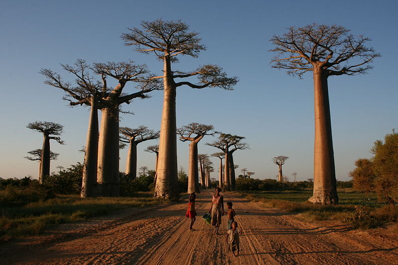 Foto: Procházka pod baobaby