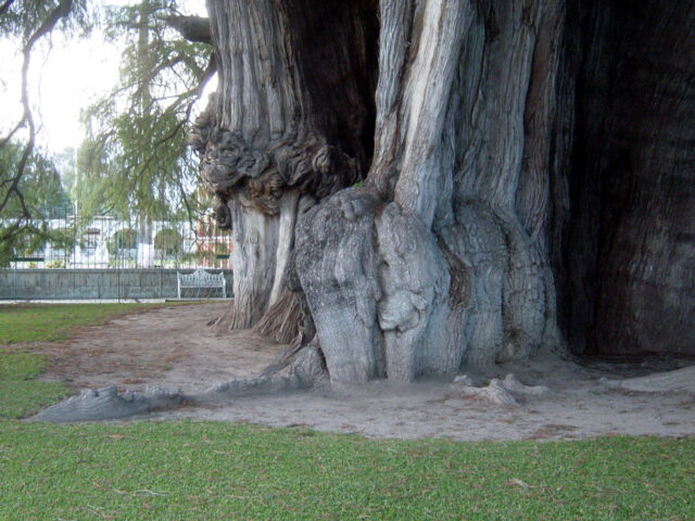 FOTO: Srostlý kmen stromu