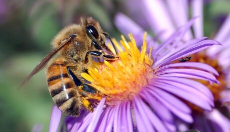FOTO: Opilý tulák postupně nahlíží do života hmyzu