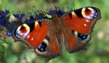 FOTO: První aktovka vypráví o světě motýlů