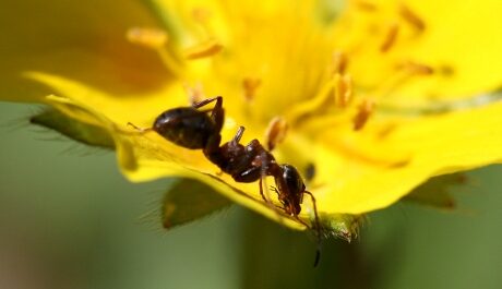 FOTO: Třetí dějství přenese čtenáře do světa Mravenců