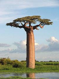 FOTO: baobab