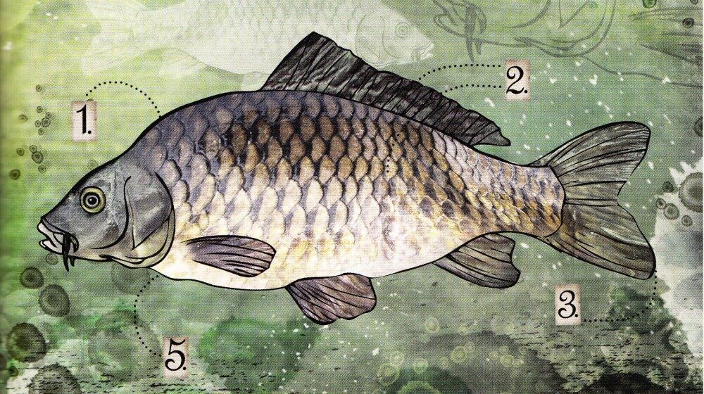 Ilustrace: Rybí sliby