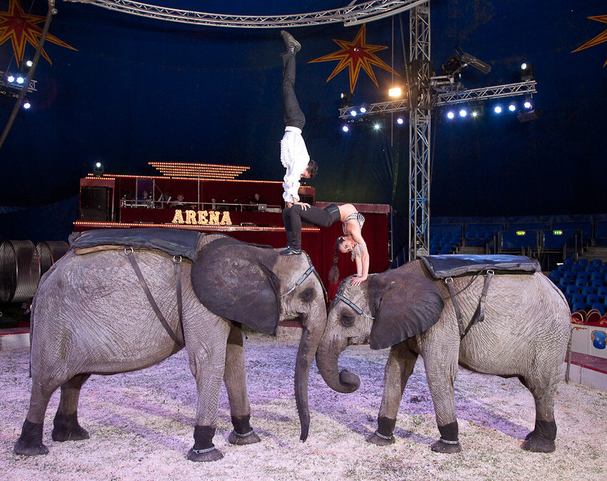 FOTO: Festival Cirkus Cirkus. René Casselly Drezura slonů a koní