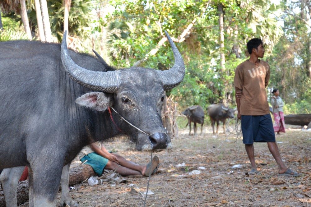 FOTO: Očkování v Kambodži