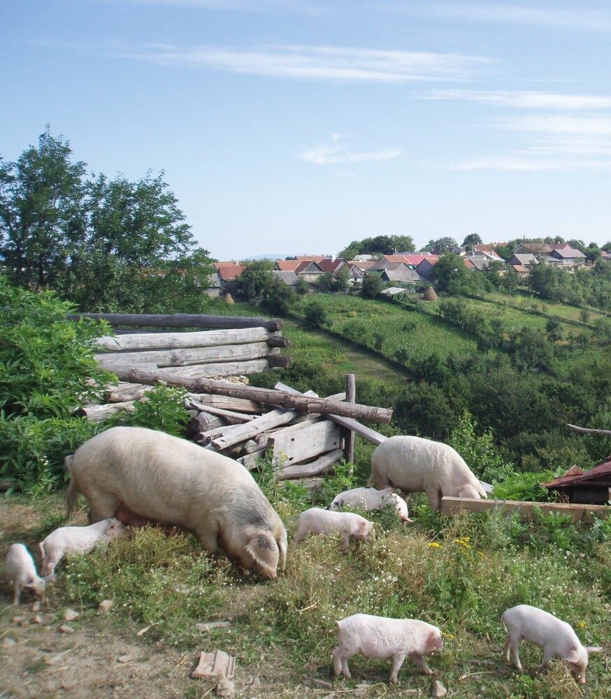 FOTO: Venskovska idyla na Rovensku