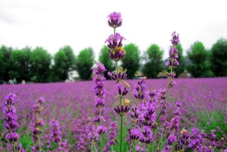 FOTO: Levandule