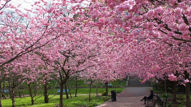 FOTO: rozkvetlý park