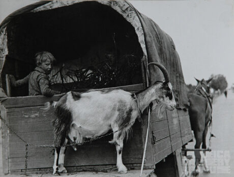 FOTO: Kozel na povoze