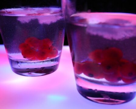 FOTO: Drink