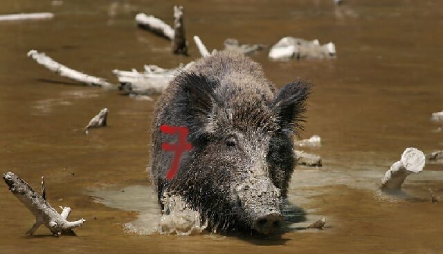 prase se sedmičkou na boku