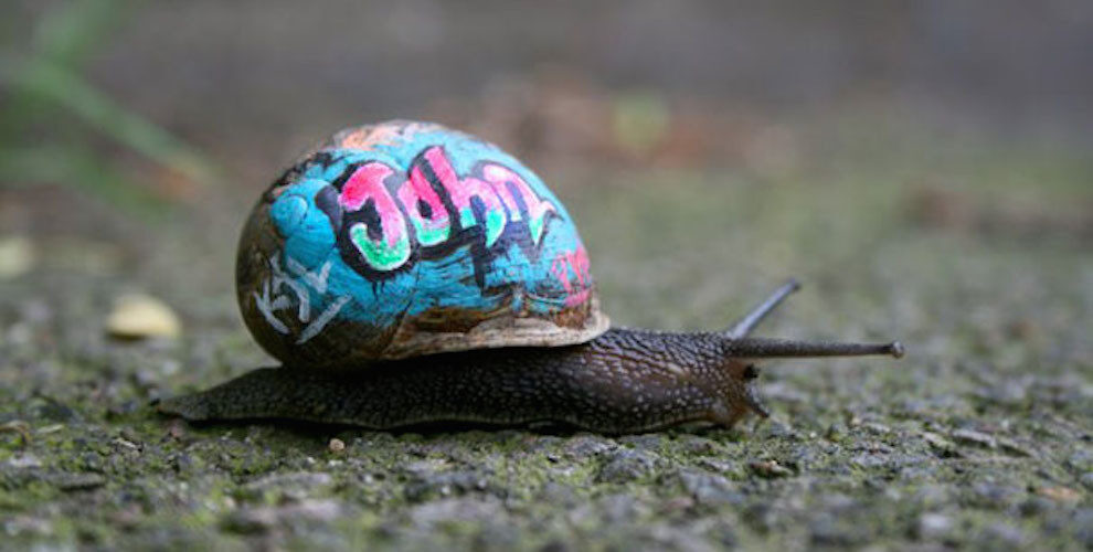 painted-snail-shell-6-990×500