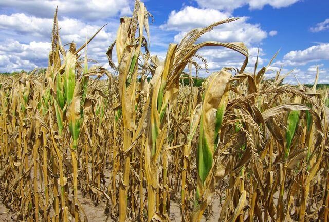 sucho-kukuričné pole