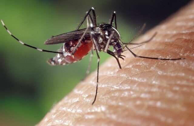 Repelent na komáry přenášející malárii