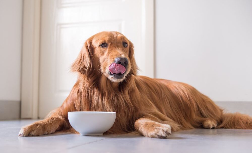 Hypoalergenní krmivo pro psy