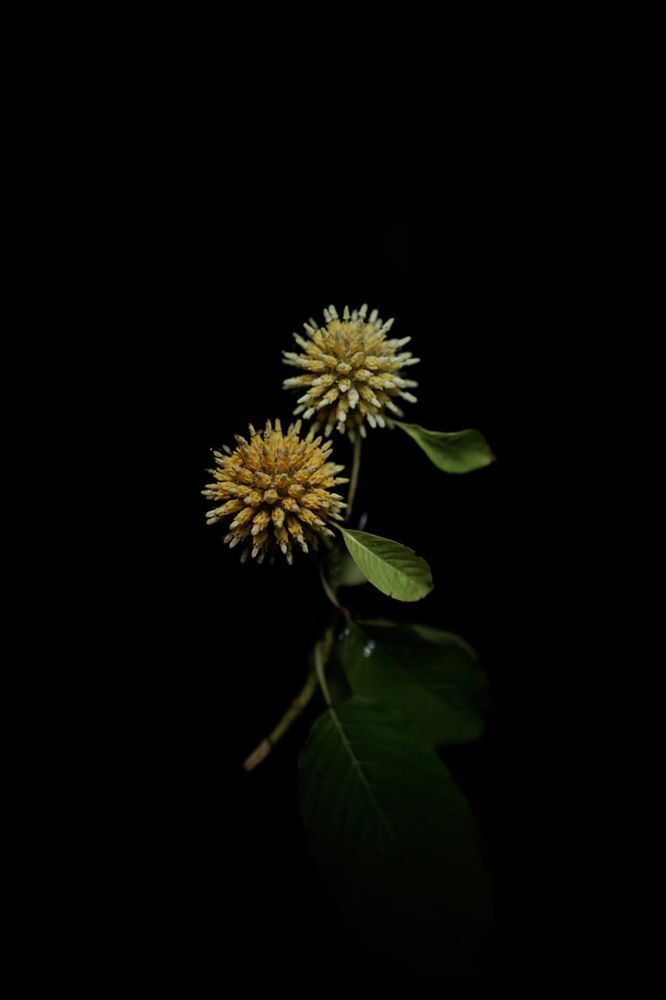 Kratom