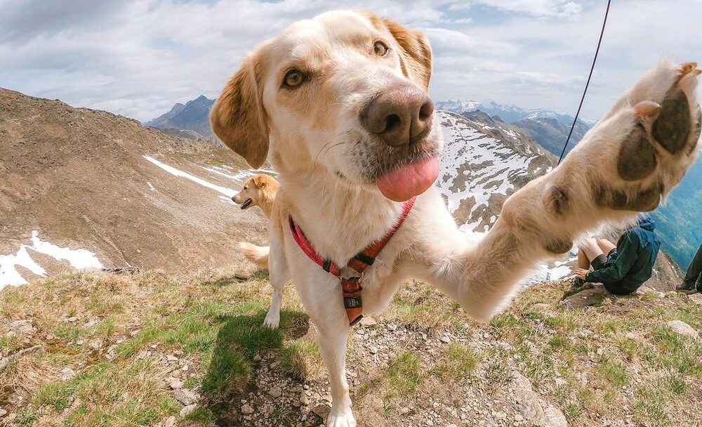 Pojištění zvířat