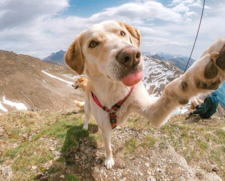 Pojištění zvířat