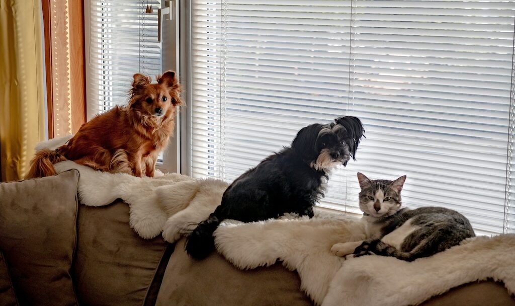 Pets at the Window