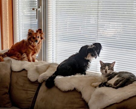 Pets at the Window