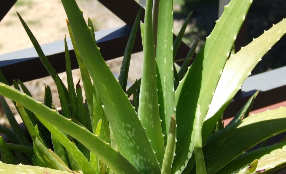 FOTO: Aloe vera