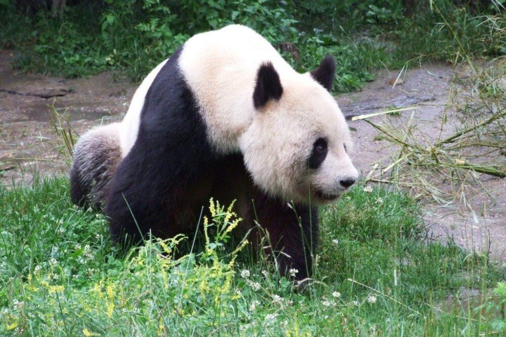FOTO: Panda velká