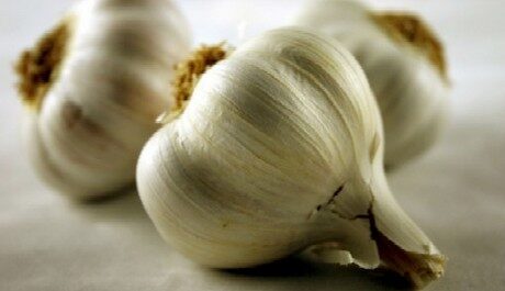 FOTO: Česnek
